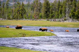 Yellowstone National Park wild Bison