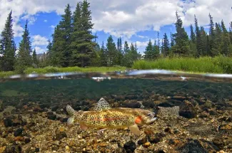 Montana Fly Fishing on the Thompson River