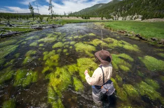 The Gibbon River in Yellowstone National Park resembles a big spring creek