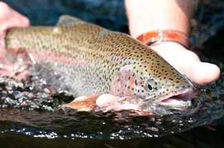 Fly Fishing the Kootenai River in Montana