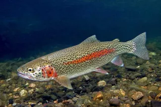 Fly Fishing the Stillwater River in Western Montana