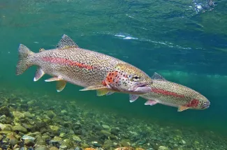 Fly Fishing the Stillwater River in Western Montana