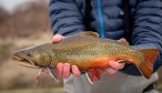 Georgetown Lake is known for good fishing for Brook Trout