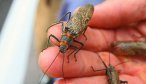 Fishing the Salmonfly Hatch in Montana