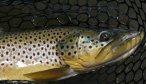 brown trout