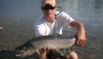 big brown trout