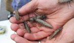 Fishing the Salmonfly Hatch in Yellowstone National Park