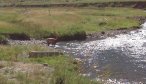 Gardner River Fly Fishing in Yellowstone National Park