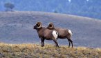 Yellowstone National Park Fly Fishing Guides