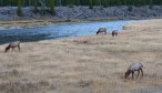 Madison River Wade Fishing Trips in Yellowstone National Park