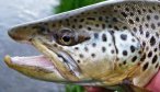 Montana Fly Fishing Guides on the Thompson River