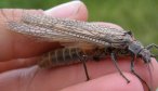 Fly Fishing the Salmonfly Hatch in Montana