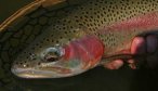 Fly Fishing the Bitterroot Rive with Montana Angler Fly Fishing