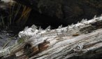 Fishing the Blue Winged Olive Hatch in Montana