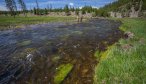 The Gibbon River has good populations of Brown and Rainbow Trout