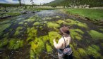 The Gibbon River in Yellowstone National Park resembles a big spring creek