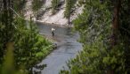 Fly Fishing the Gibbon River in Yellowstone National Park