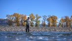 Wade fishing trips in Yellowstone National Park