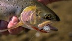 Lamar River Dry Fly Fishing for Cutthroat Trout