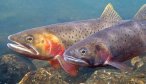 Slough Creek Wade Fishing in July