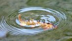 Yellowstone National Park Cutthroat Trout Fishing