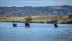 Fly Fishing the Jefferson River in the Fall