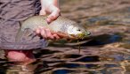 Fly Fishing for Cutthroat Trout in Montana