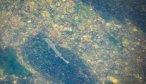 missouri river trout