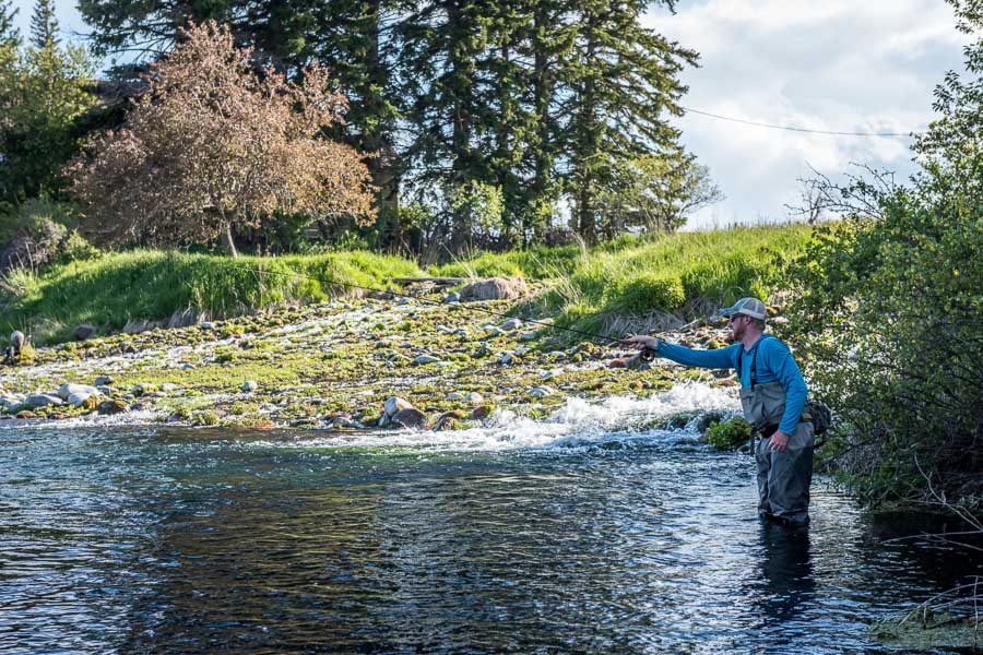 Montana Spring Creek Fishing Positioning yourself for a good drift is critical on Spring Creeks