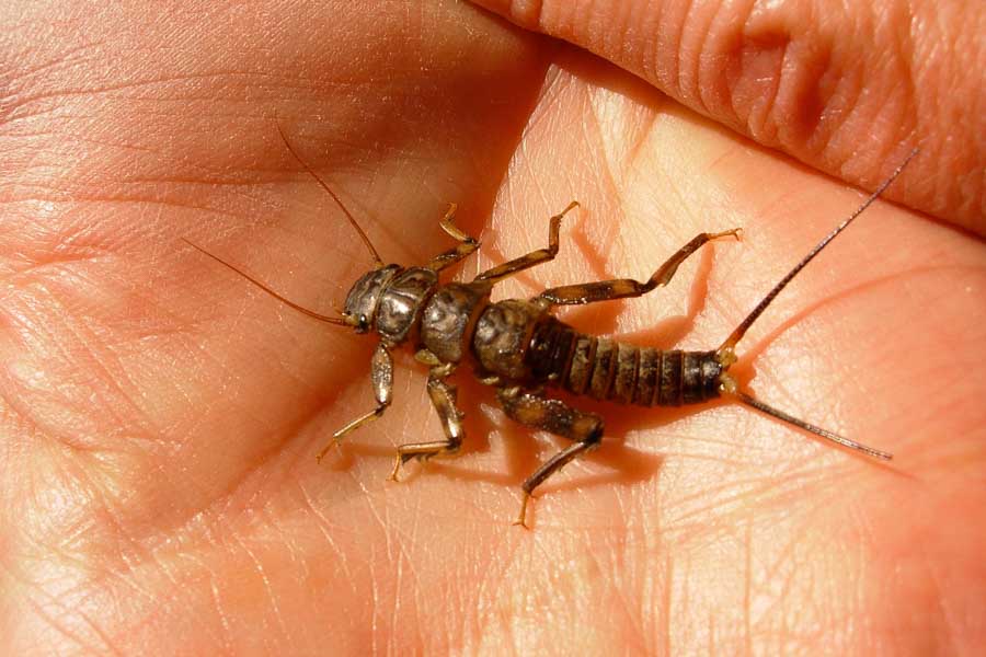 Fishing Montana Hatches Stonefly's are extremely important trout food throughout Montana