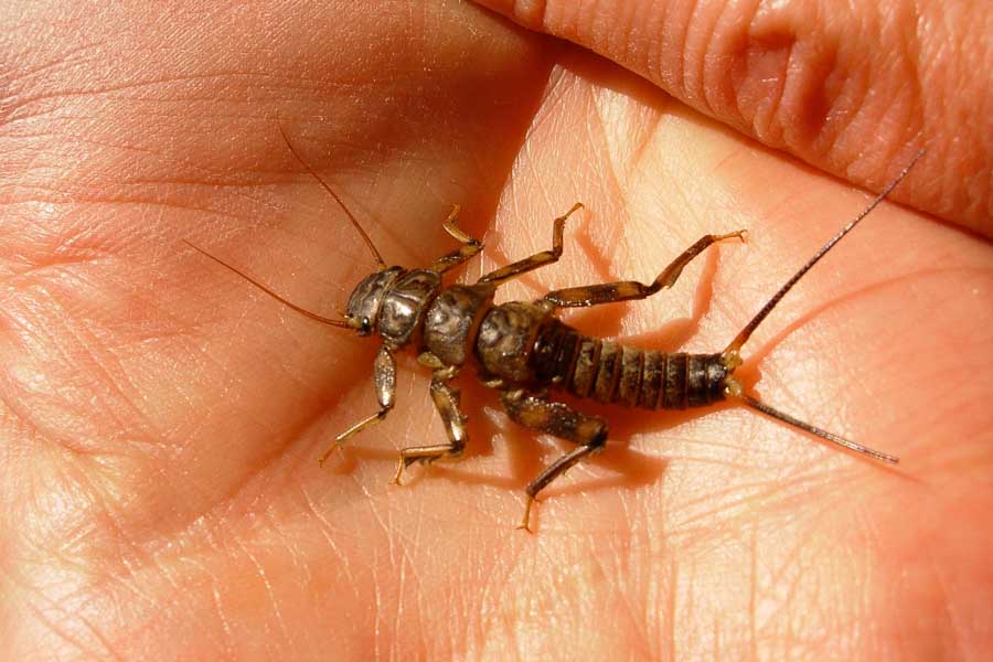 Stonefly's are extremely important trout food throughout Montana