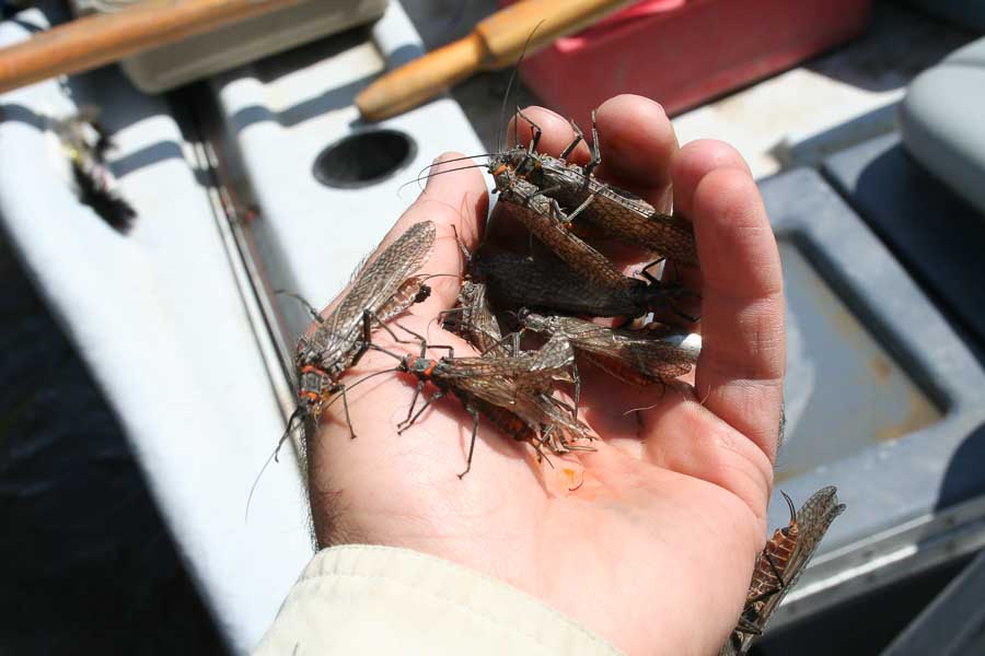 The Salmonfly hatch can be so heavy at times that the fish become gorged