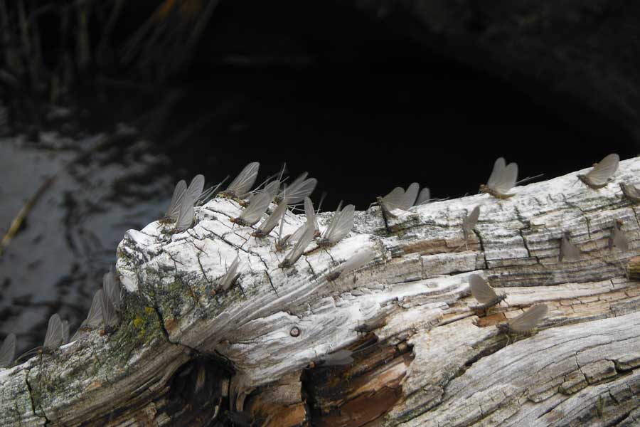 Mayflies, like the Blue Winged Olive's pictured here, are very important fall hatches