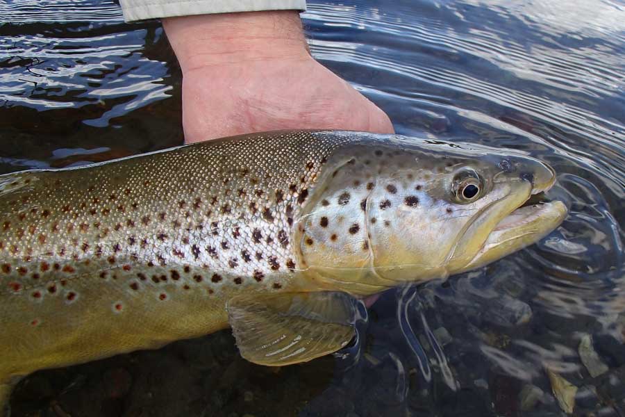 Fishing Montana's Salmonfly Hatch Large Brown's can be caught on the surface during the Salmonfly hatch