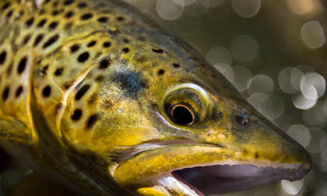 Montana fishing guides