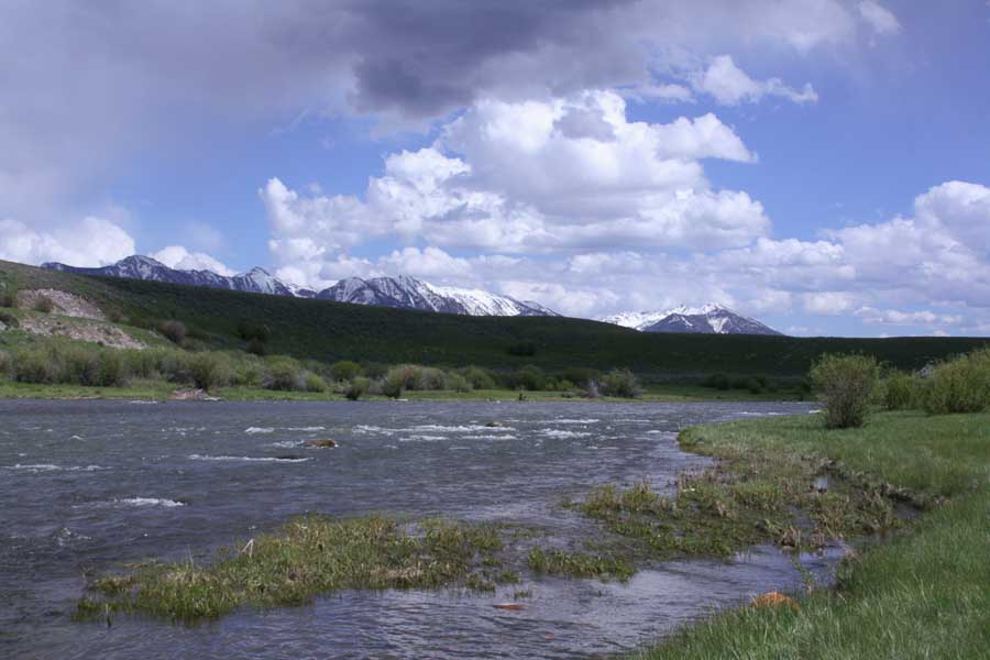 Madison River Wade Fishing Trips