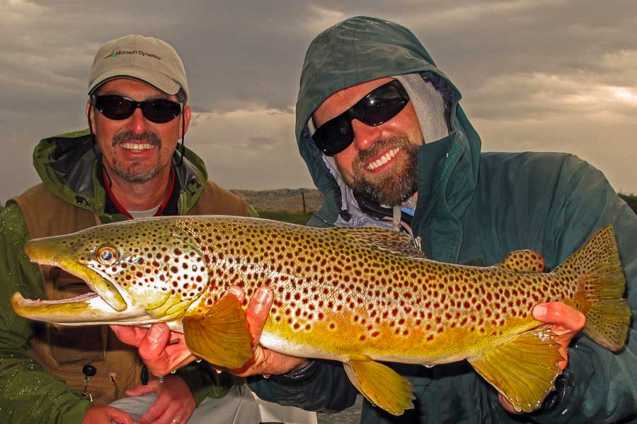 Montana Fly Fishing for Brown Trout