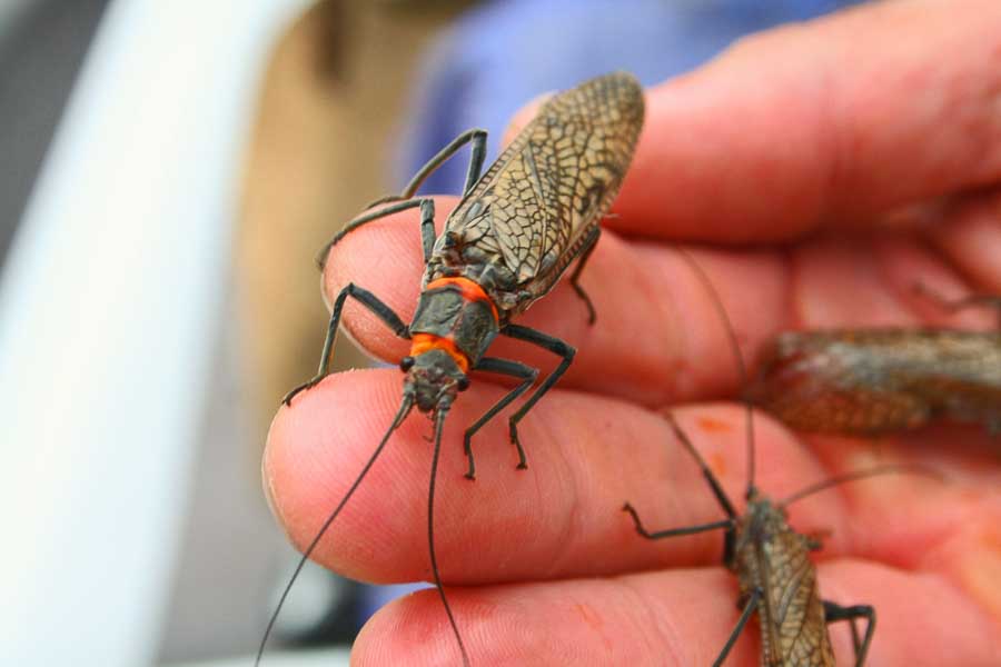 Fishing the Salmonfly Hatch in Montana