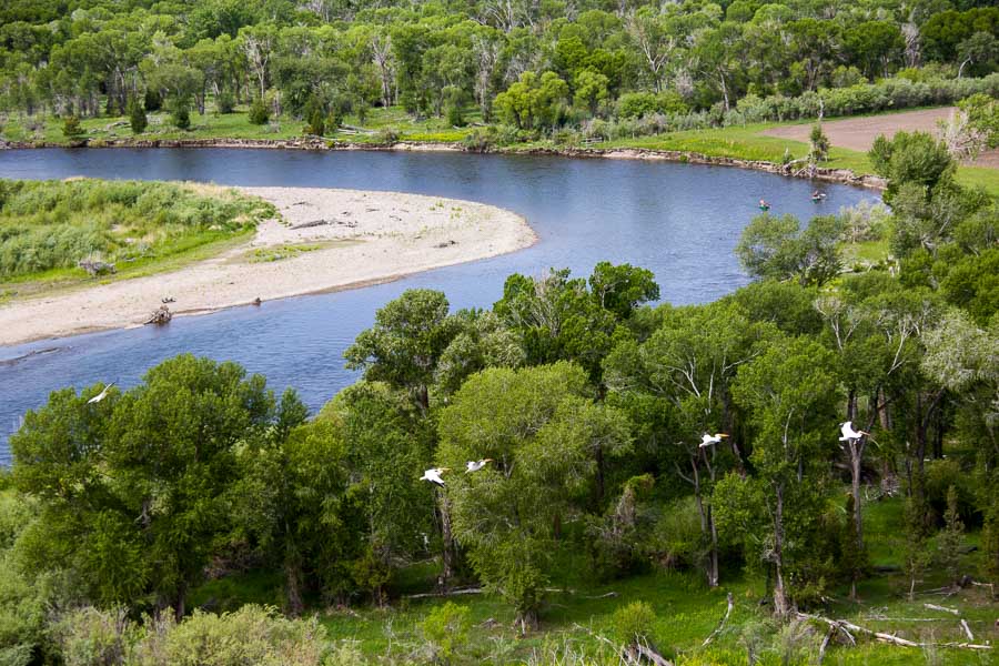 Fly Fishing the Jefferson River in July
