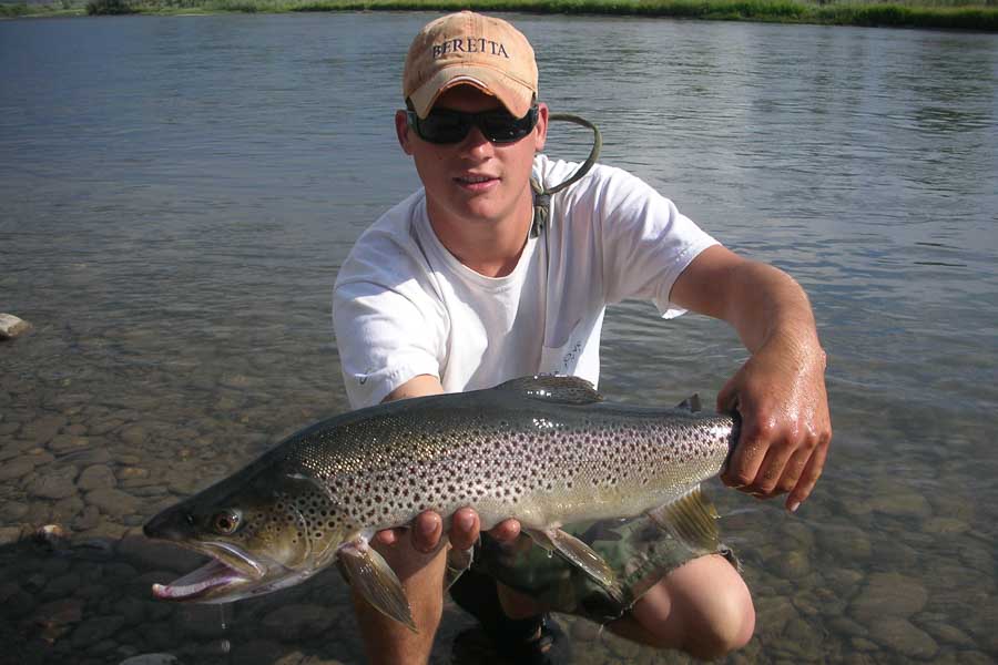 big brown trout