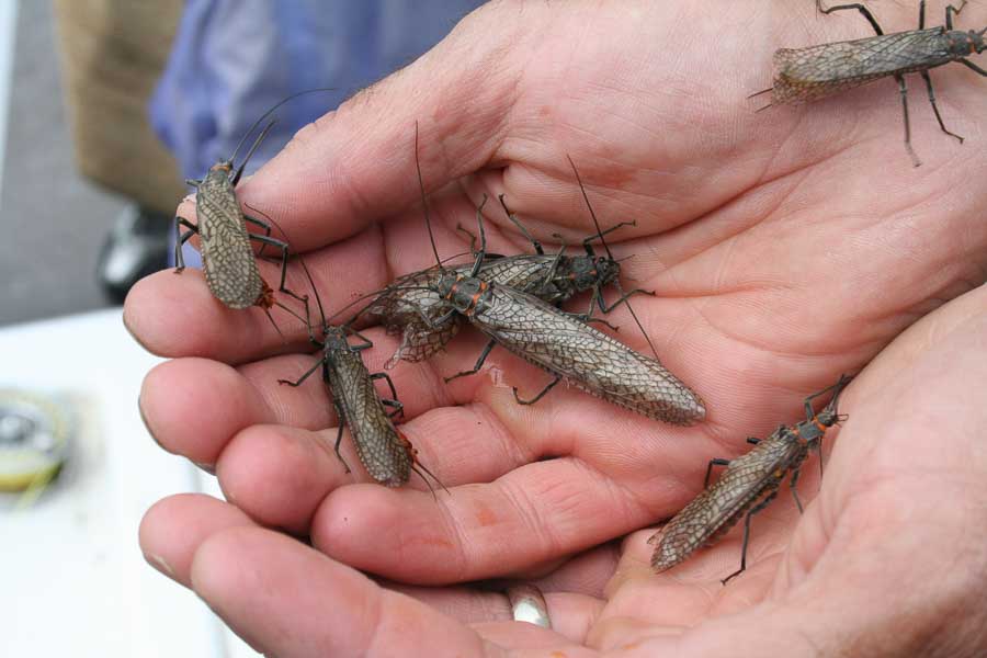 Fishing the Salmonfly Hatch in Yellowstone National Park