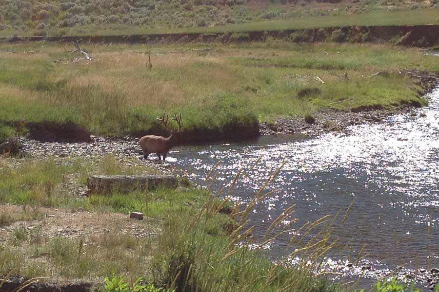 Gardner River Fly Fishing in Yellowstone National Park