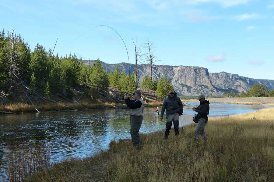 Fall on the Madison Madison River Fall Run Fishing