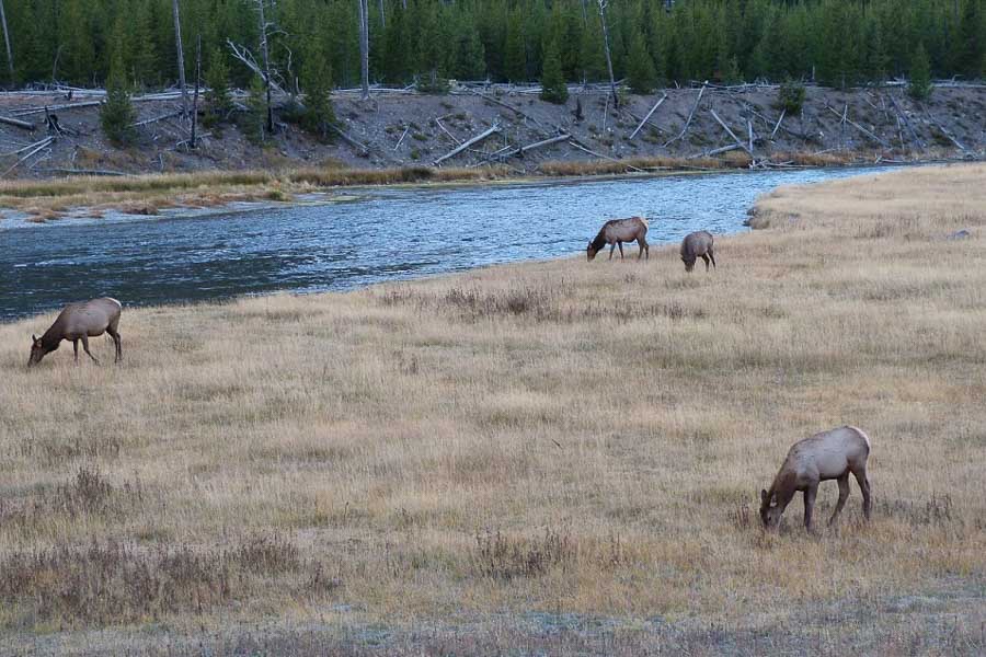 Elk at Madison Junction Madison River Wade Fishing Trips in Yellowstone National Park