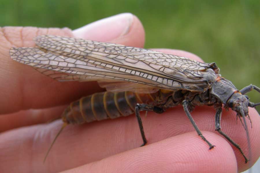 Fly Fishing the Salmonfly Hatch in Montana