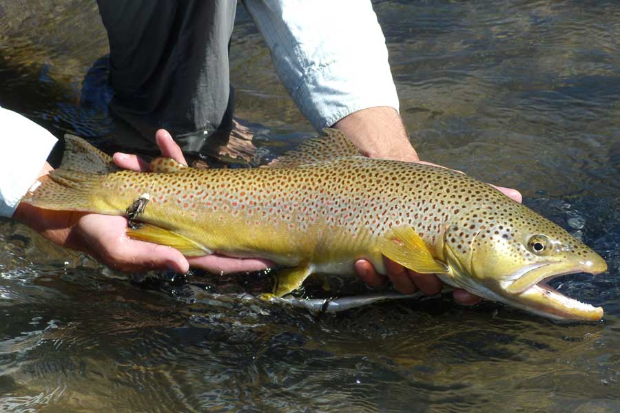 Montana Fly Fishing Trips on Rock Creek