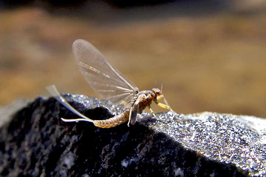 Mayfly Hatches in Montana