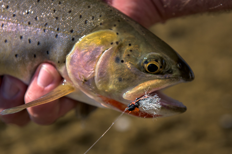 Lamar River Dry Fly Fishing for Cutthroat Trout