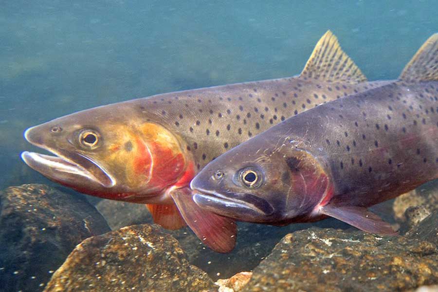Slough Creek Wade Fishing in July