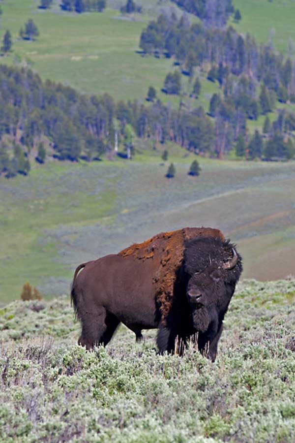 Slough Creek Dry Fly Fishing in August